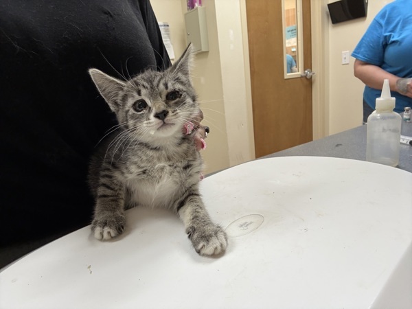 Sheeba, an adoptable Domestic Short Hair in Kennewick, WA, 99336 | Photo Image 4