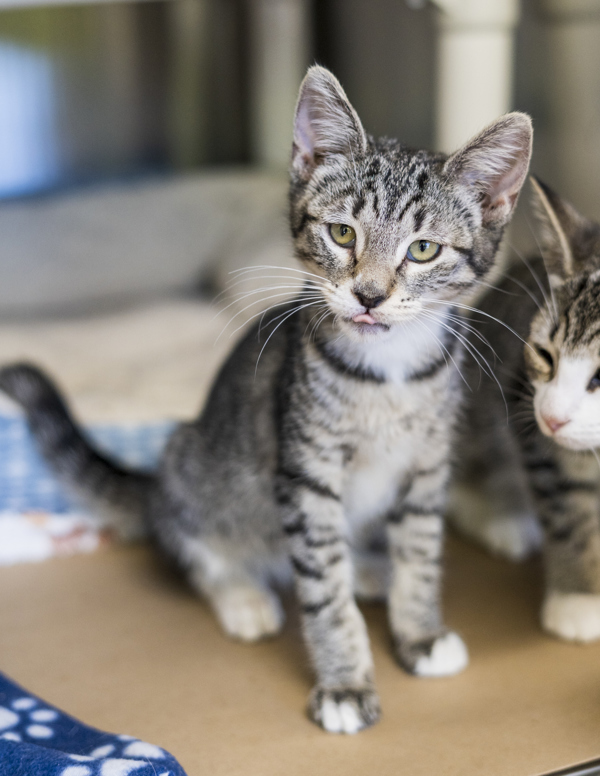 Bentley, an adoptable Domestic Short Hair in Kennewick, WA, 99336 | Photo Image 1