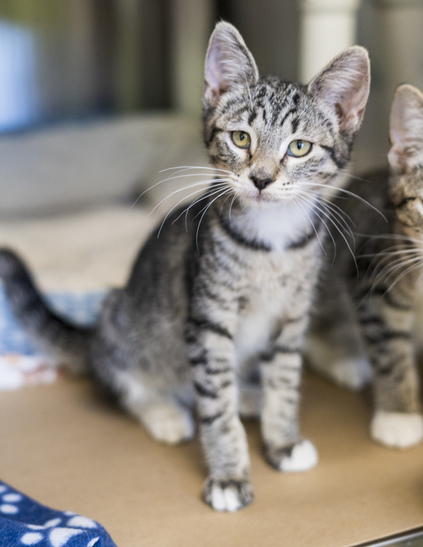 Bentley, an adoptable Domestic Short Hair in Kennewick, WA, 99336 | Photo Image 2