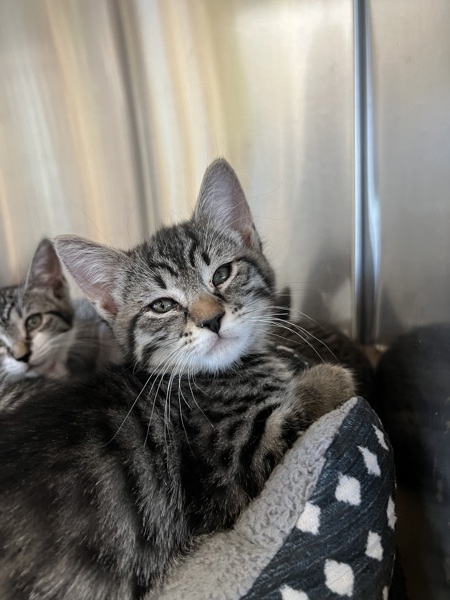 Bentley, an adoptable Domestic Short Hair in Kennewick, WA, 99336 | Photo Image 3