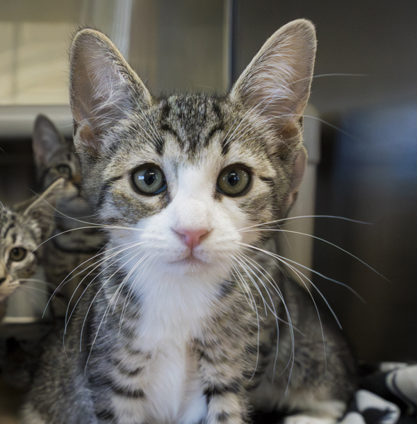 Bella, an adoptable Domestic Short Hair in Kennewick, WA, 99336 | Photo Image 1