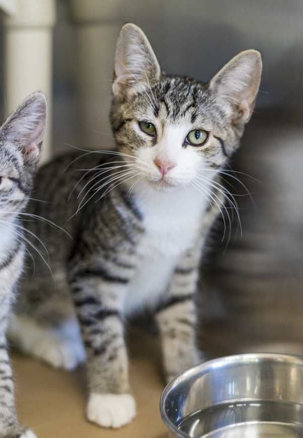 Bella, an adoptable Domestic Short Hair in Kennewick, WA, 99336 | Photo Image 2