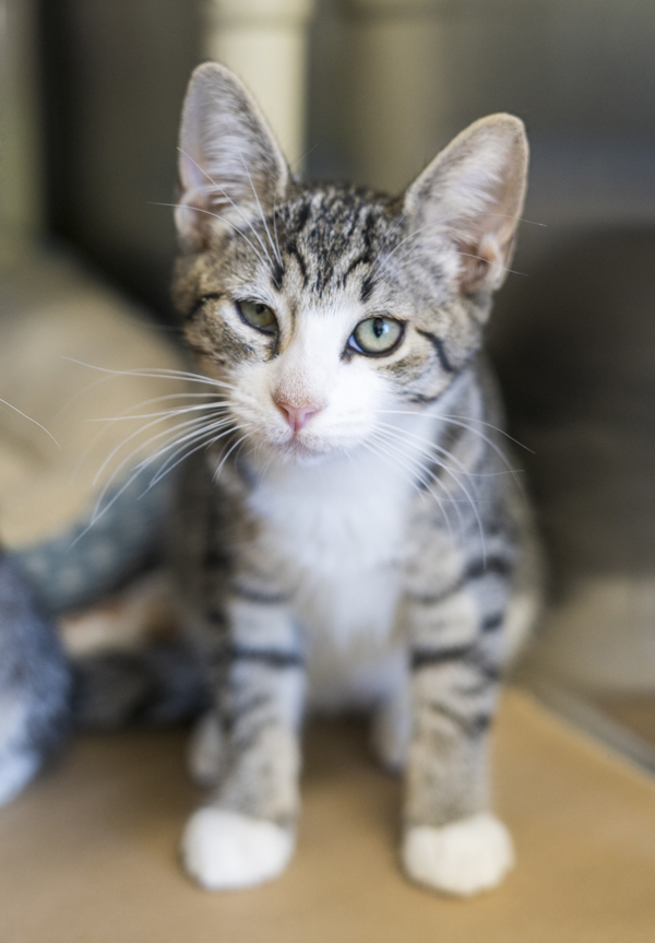 Bella, an adoptable Domestic Short Hair in Kennewick, WA, 99336 | Photo Image 3