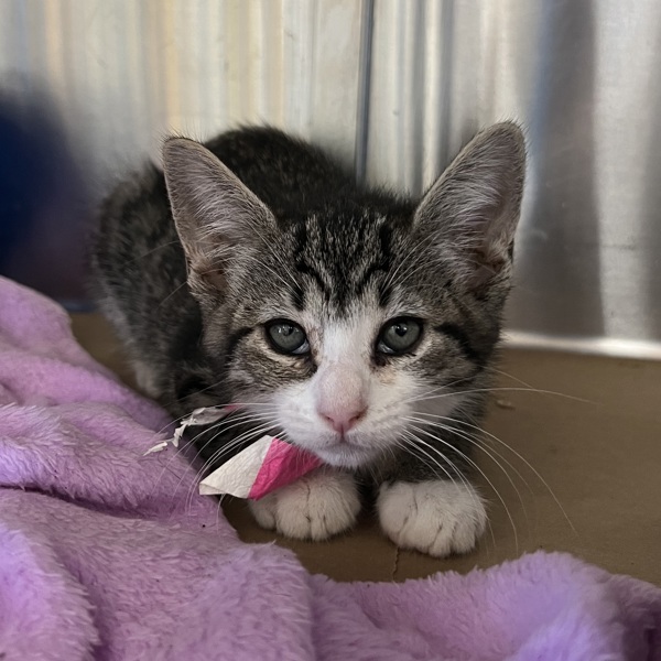 Bella, an adoptable Domestic Short Hair in Kennewick, WA, 99336 | Photo Image 4