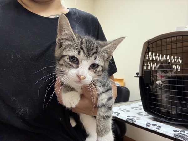 Bella, an adoptable Domestic Short Hair in Kennewick, WA, 99336 | Photo Image 6