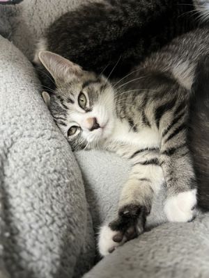 Trixi, Baby Female Domestic Short Hair