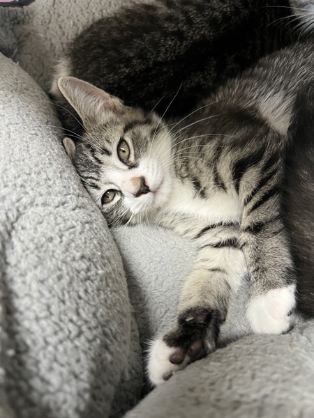 Trixi, an adoptable Domestic Short Hair in Kennewick, WA, 99336 | Photo Image 1