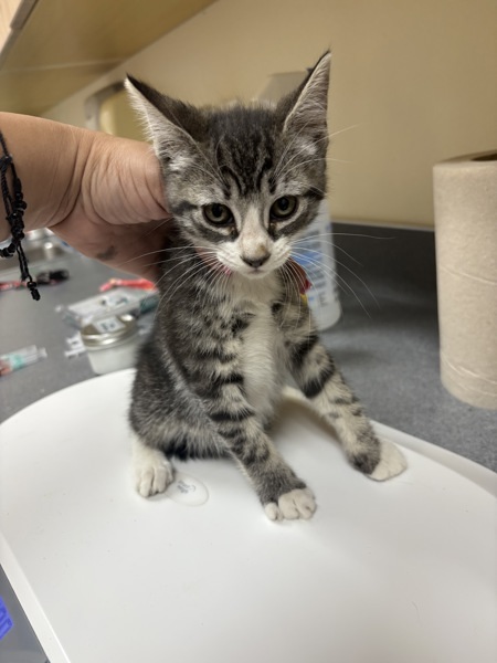 Trixi, an adoptable Domestic Short Hair in Kennewick, WA, 99336 | Photo Image 2