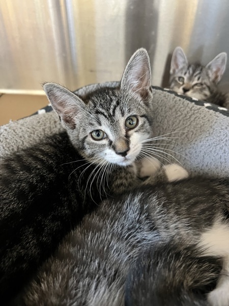 Willow, an adoptable Domestic Short Hair in Kennewick, WA, 99336 | Photo Image 2