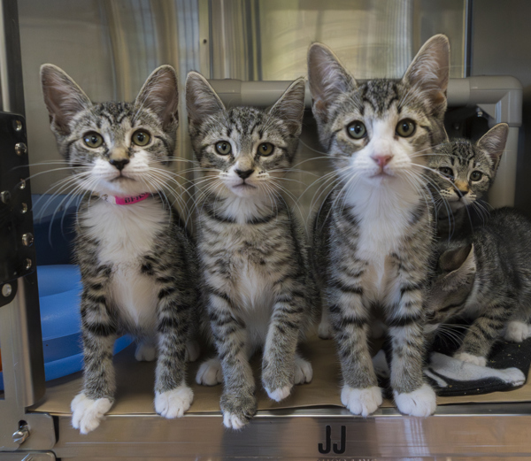Willow, an adoptable Domestic Short Hair in Kennewick, WA, 99336 | Photo Image 3
