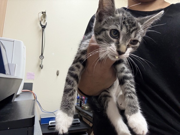Willow, an adoptable Domestic Short Hair in Kennewick, WA, 99336 | Photo Image 6