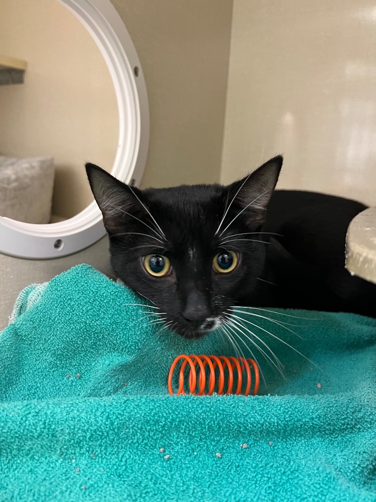 Mime, an adoptable Domestic Short Hair in Winnipeg, MB, R3H 0M1 | Photo Image 1