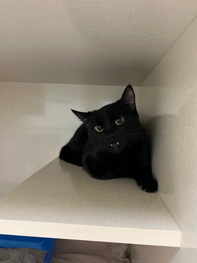Mousse, an adoptable Domestic Short Hair in Winnipeg, MB, R3H 0M1 | Photo Image 1