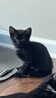 Pepper