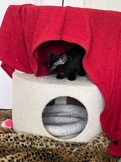 Pepper