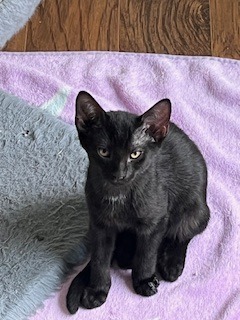 Pepper