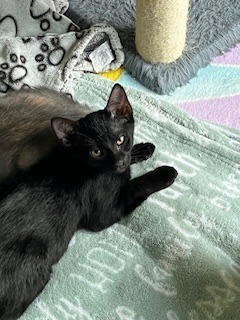Pepper