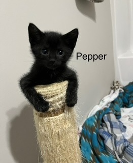 Pepper
