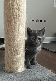 Paloma