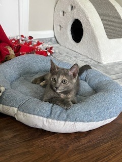 Paloma