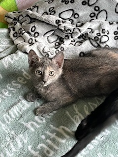 Paloma