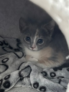 Zephyr