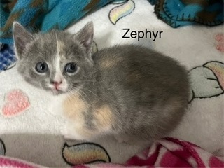 Zephyr