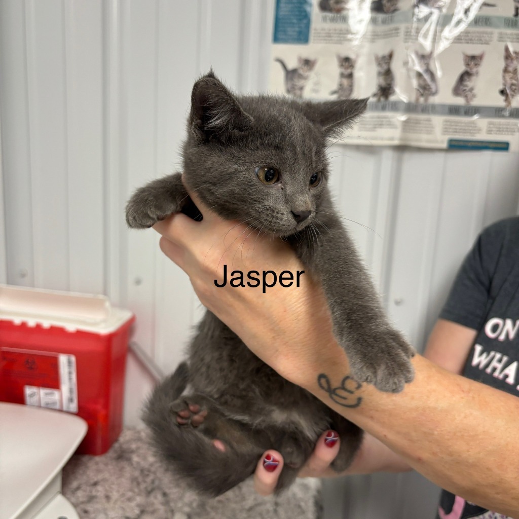 Jasper