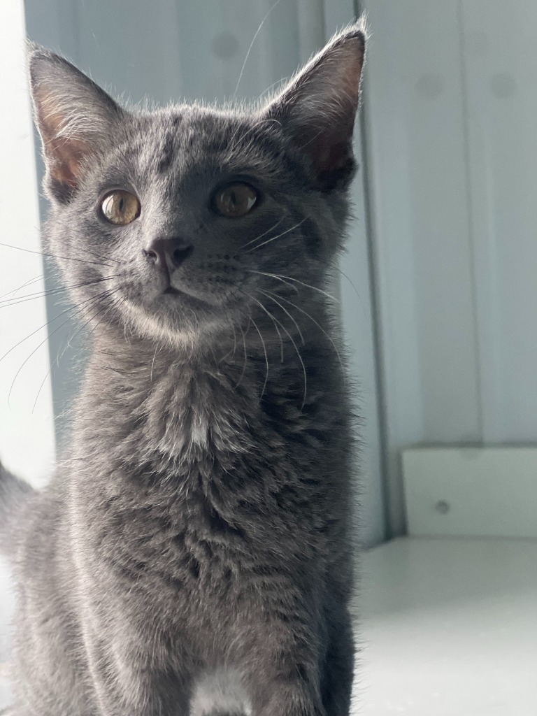Jasper
