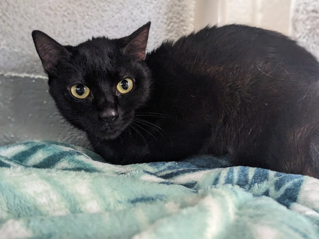 Pickles(Working Cat)
