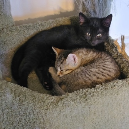 Indie (bonded With Jones) thumbnail 2