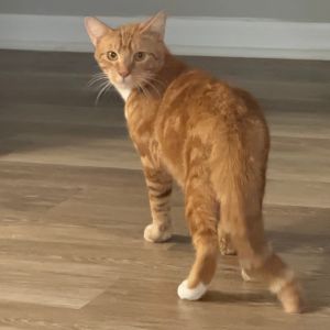 Beach Ball, Adult Male Domestic Short Hair