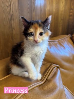 Princess, Baby Female Domestic Medium Hair