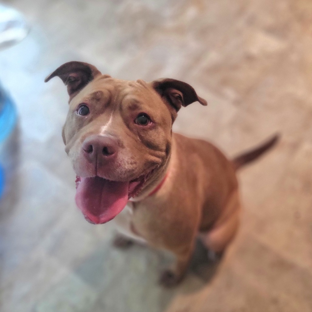 Penny