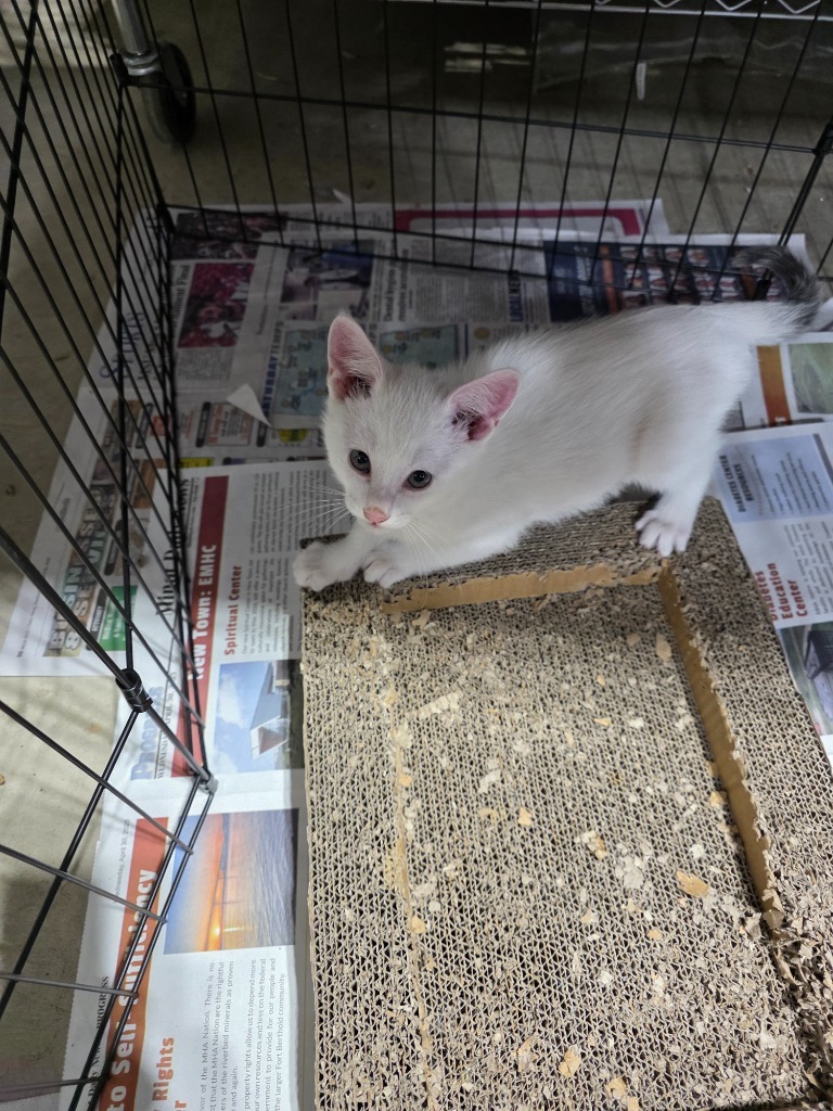 Jet