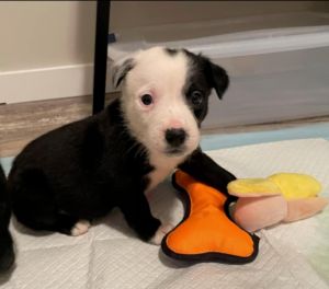 Lex, Baby Male Mixed Breed