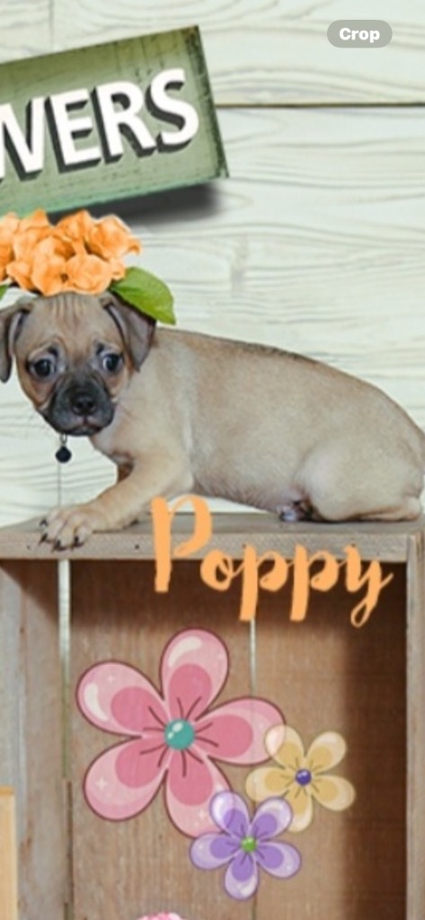 Poppy thumbnail 1