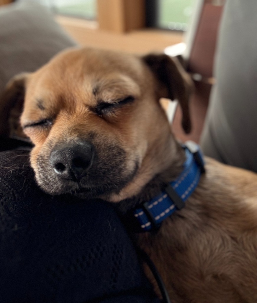 Scrappy
