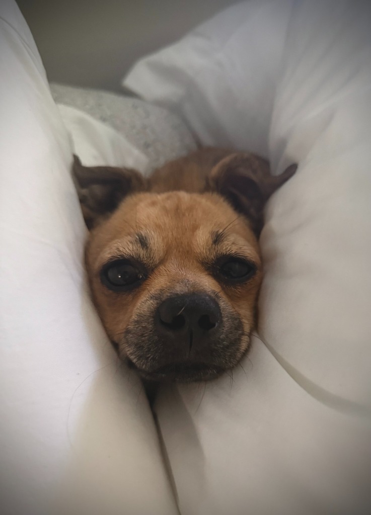 Scrappy
