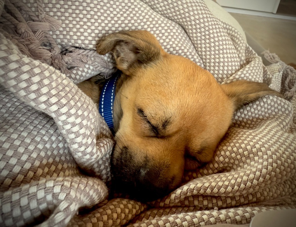 Scrappy