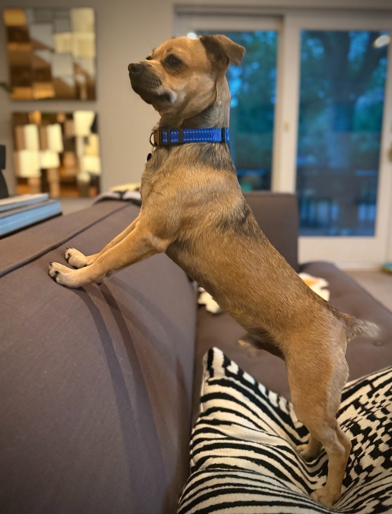 Scrappy