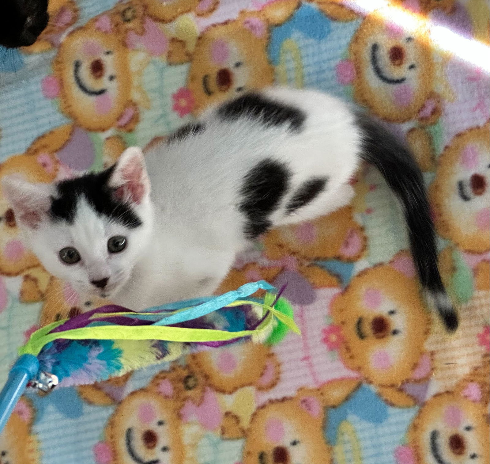 Spotty Dottie