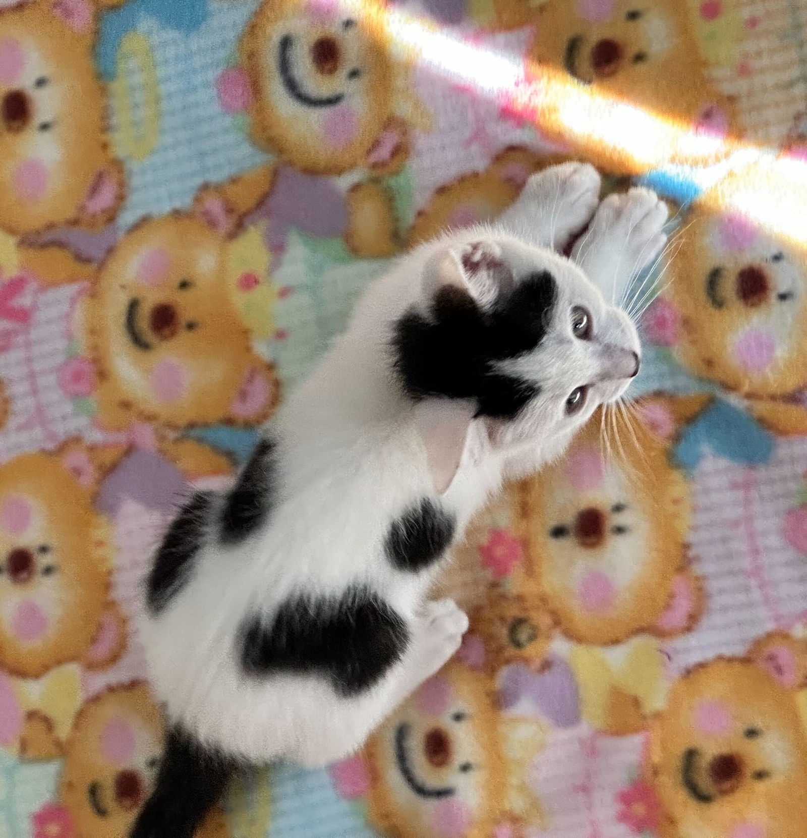 Spotty Dottie