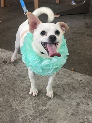 Diggs, Adult Male Chihuahua