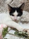 Bunny the Adorable Manx photo 1