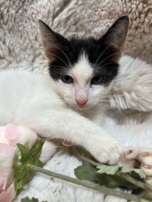 Bunny the Adorable Manx, Baby Male Manx