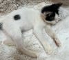 Bunny the Adorable Manx photo 2