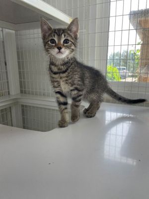 25-05 Eva, Baby Female Domestic Short Hair