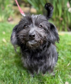 Bow Tie Scottish Terrier Dog