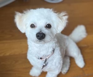 Slinky Maltese Dog